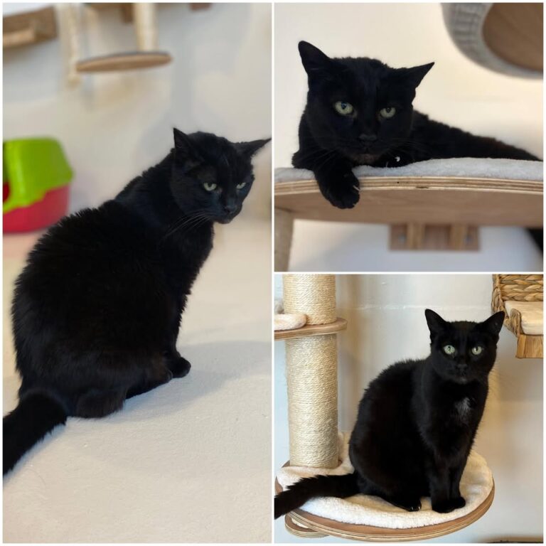𝐒𝐄𝐑𝐄𝐍𝐀 est à l’adoption 💗

Âge : 16 ans, née le 01..