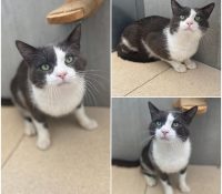 𝐒𝐏𝐀𝐑𝐊𝐘 is up for adoption 🩵

Age: 5 years old, bor..