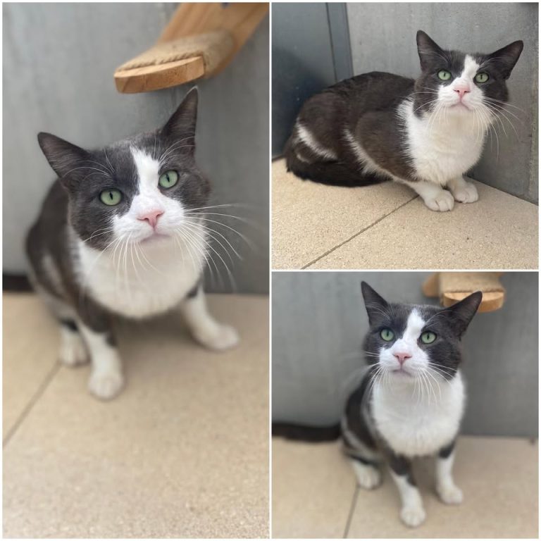 𝐒𝐏𝐀𝐑𝐊𝐘 is up for adoption 🩵

Age: 5 years old, bor..