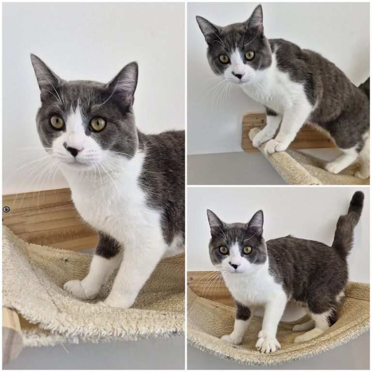 𝐆𝐀𝐓𝐒𝐁𝐘 est à l’adoption 🩵

Âge : 1 an, 01.01.2024…