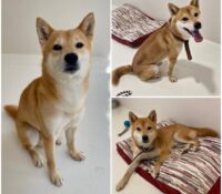 𝐇𝐀𝐓𝐂𝐇𝐈 est à l’adoption 🩵

Âge : 6 ans, né le 27.0..