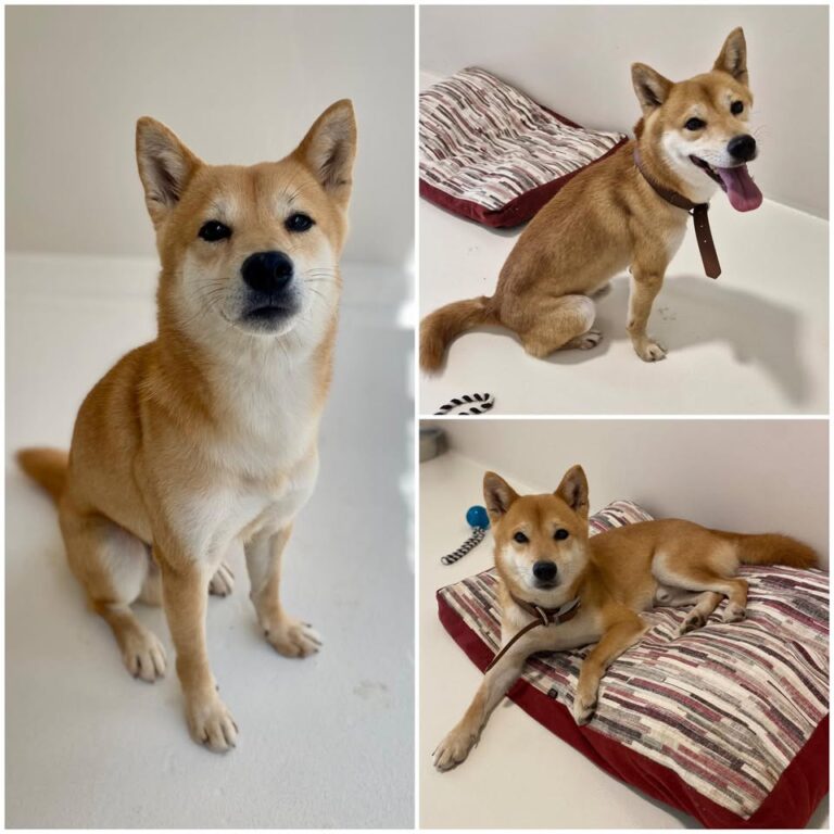 𝐇𝐀𝐓𝐂𝐇𝐈 est à l’adoption 🩵

Âge : 6 ans, né le 27.0..