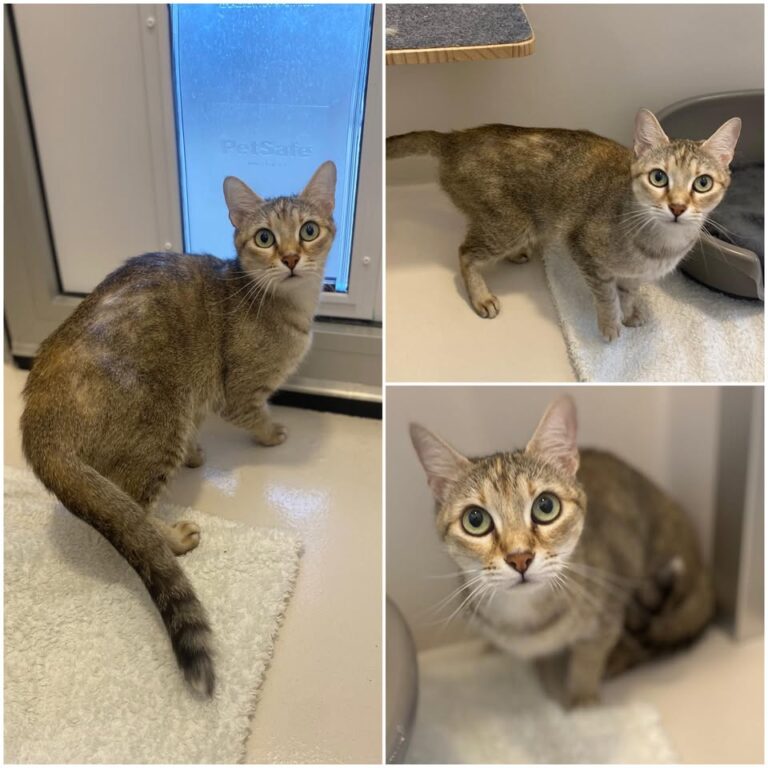 𝐓𝐈𝐀 est à l’adoption 💗

Âge : 2 ans, née le 15.07…