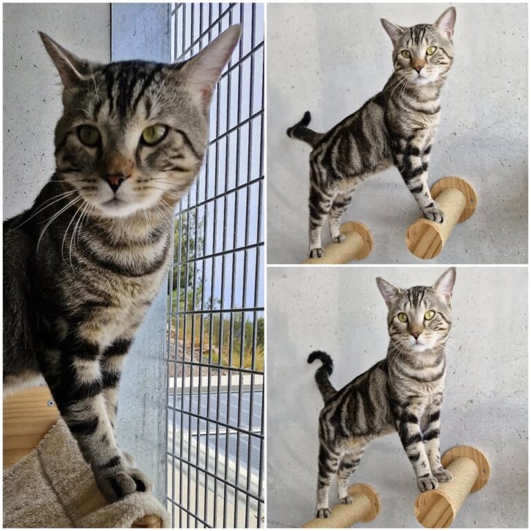 𝐆𝐀𝐌𝐁𝐈𝐍𝐎 est à l’adoption 🩵

Âge : 1 an, 01.01.2024..
