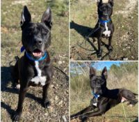 𝐋𝐎𝐊𝐎 est à l’adoption 🩵

Âge : 9 ans, né le 08.03...