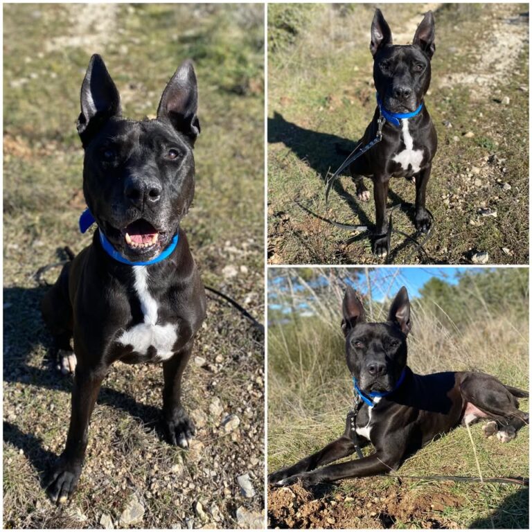 𝐋𝐎𝐊𝐎 est à l’adoption 🩵

Âge : 9 ans, né le 08.03…