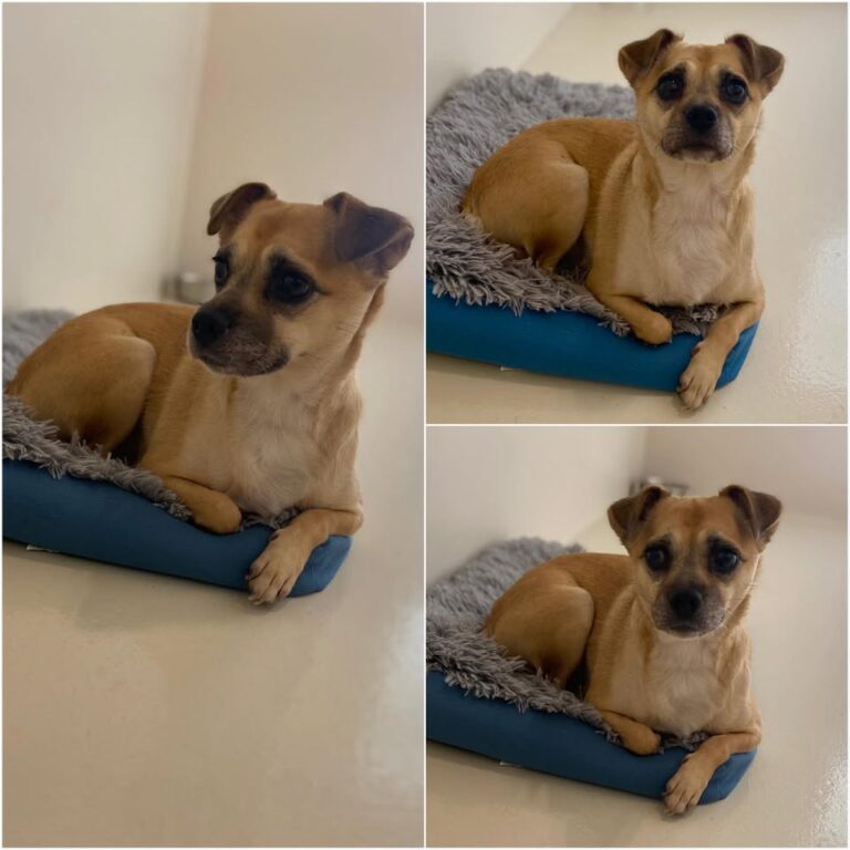 𝐑𝐈𝐓𝐀 est à l’adoption 💗

Âge : 6 ans, née le 06.09..
