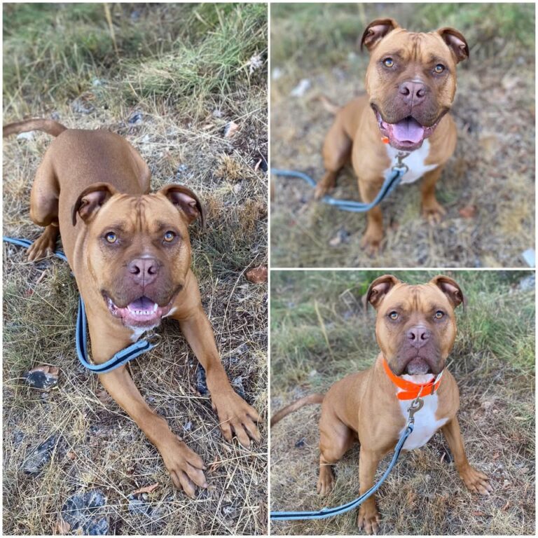 𝐌𝐀𝐗 est à l’adoption 🩵

Âge : 2 ans, né le 17.11.2..