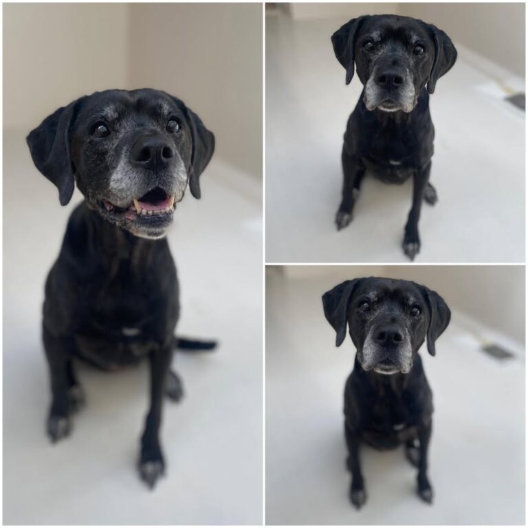 𝐍𝐀𝐘𝐋𝐀 est à l’adoption 💗

Âge : 13 ans, née le 14…