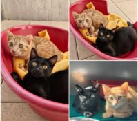 𝐓𝐈𝐍𝐊𝐘 & 𝐖𝐈𝐍𝐊𝐘 sont à l’adoption ♥️

Ils sont à l’a..