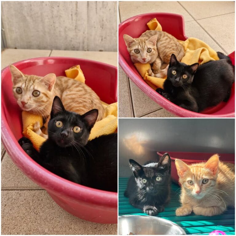 𝐓𝐈𝐍𝐊𝐘 & 𝐖𝐈𝐍𝐊𝐘 sont à l’adoption ♥️

Ils sont à l’a..