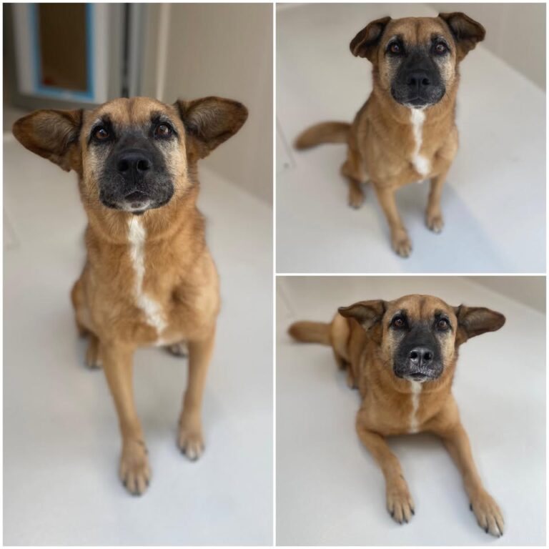 𝐍𝐎𝐔𝐂𝐇𝐊𝐀 est à l’adoption 💗

Âge : 8 ans, née le 01..