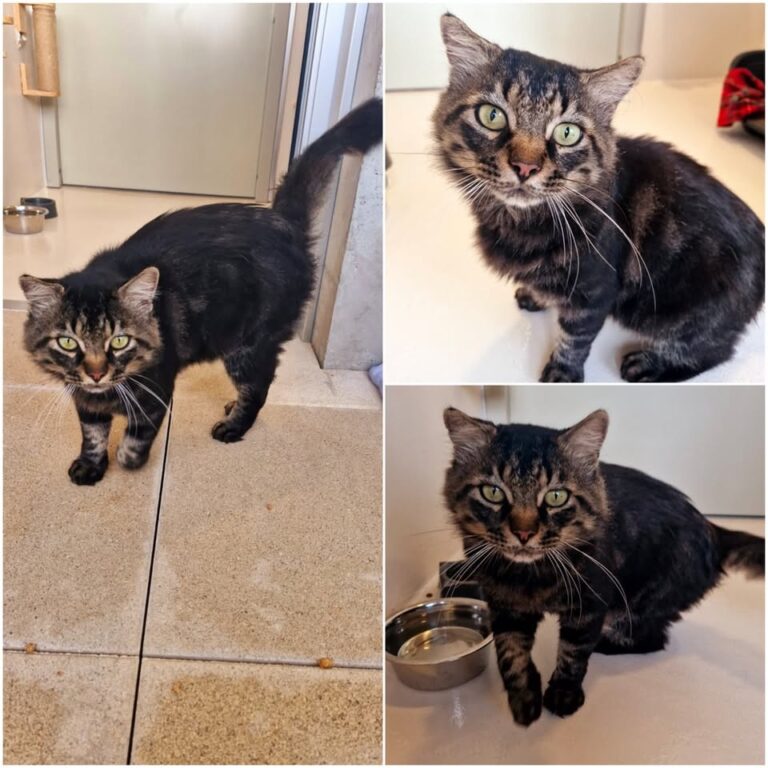 𝐌𝐔𝐒𝐇𝐔 est à l’adoption 🩵

Âge : 10 ans, né le 01.0..