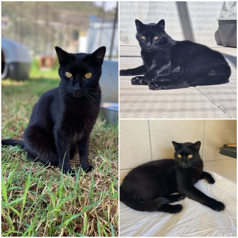 𝐏𝐔𝐌𝐊𝐈𝐍 est à l’adoption 💗

Âge : 9 ans, née le 01…
