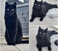 𝐂𝐀𝐋𝐈𝐍𝐄 est à l’adoption 💗

Âge : 2 ans, née le 15...