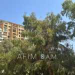 DONATELLO  – Image 2