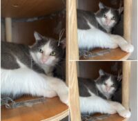 𝐆𝐈𝐏𝐒𝐘 est à l’adoption 🩵

Âge : 2 ans, né le 01.01..