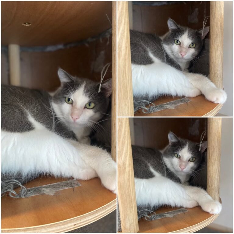 𝐆𝐈𝐏𝐒𝐘 est à l’adoption 🩵

Âge : 2 ans, né le 01.01..