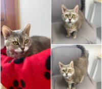 𝐉𝐔𝐋𝐈𝐄𝐓𝐓𝐄 est à l’adoption 💗

Âge : 5 ans, née le 0..