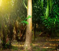 Agarwood Eco Capital Strategy Luncheon