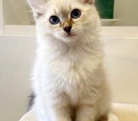Bonjour, 

4 Chatons de race : Neva Masquerade à v..