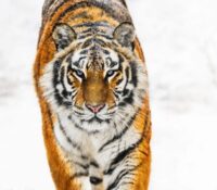 SNOWCAT – EDITION 7/12

Standard Size: 178 cm x 13..