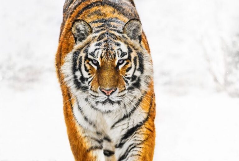 SNOWCAT – EDITION 7/12

Standard Size: 178 cm x 13..