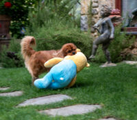 Welcome to our small, family-style dog boarding, d..