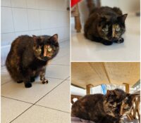𝐌𝐈𝐂𝐇𝐀 is up for adoption 💗

Age: 17 years old, bor..