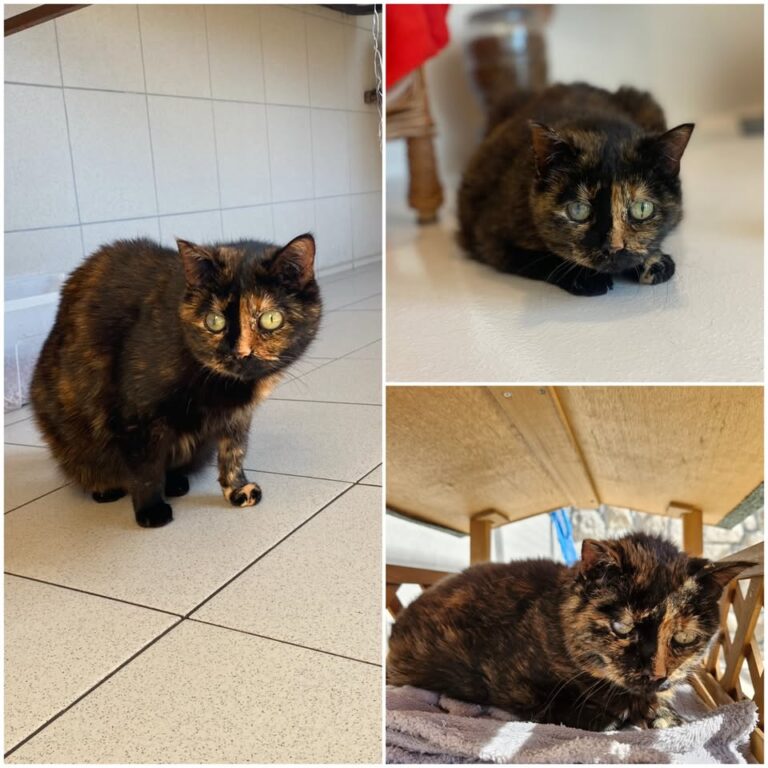 𝐌𝐈𝐂𝐇𝐀 is up for adoption 💗

Age: 17 years old, bor..