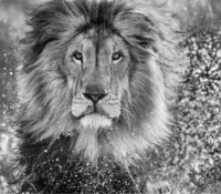 FOR SALE – “WATERWORLD” SB AP 1 (Small Bespoke Art..