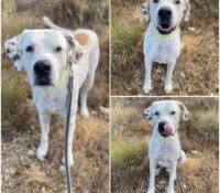 𝐃𝐈𝐍𝐎 is available for adoption 🩵

Age: 7 years old..