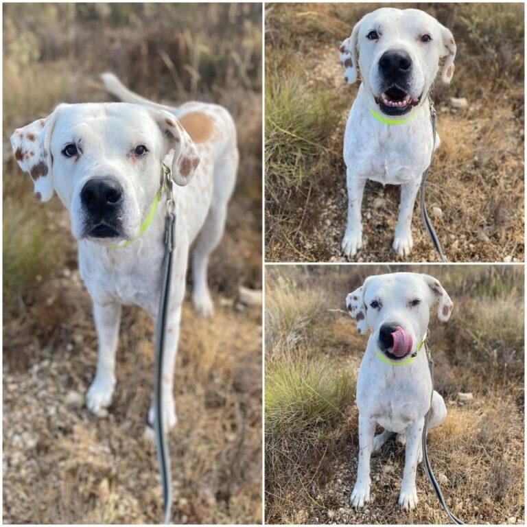𝐃𝐈𝐍𝐎 is available for adoption 🩵

Age: 7 years old..
