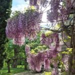 b199140bf9474dbf7bb39acf582e06dc_9b2f74223e_822-original