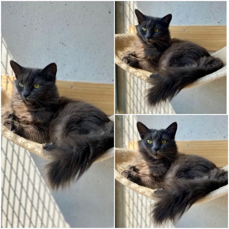 𝐓𝐈𝐍𝐀 est à l’adoption 💗

Âge : 4 ans, née le 01.11..