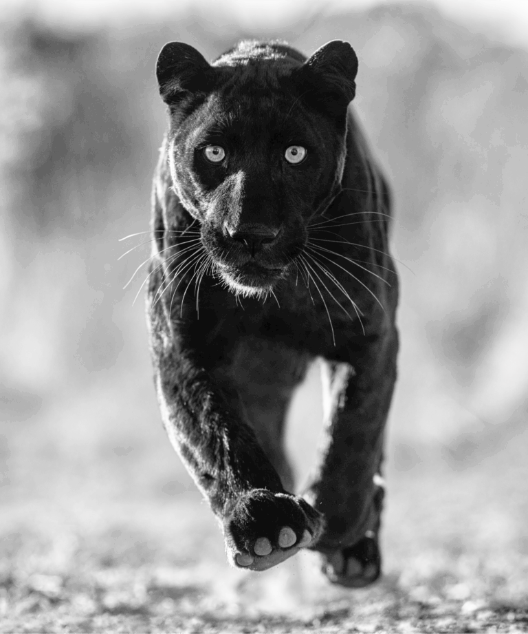 SEX PANTHER – Edition 8/12

Medium: Photography
Di..