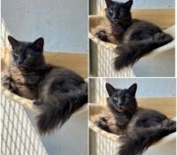 TINA is available for adoption 💗

Age: 4 years old..