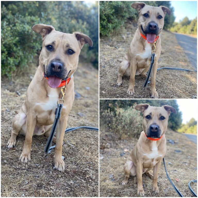 𝐒𝐈𝐌𝐁𝐀 is available for adoption 🩵

Age: 4 years ol..