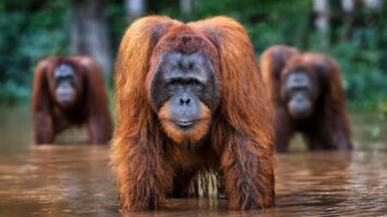 WELCOME TO THE JUNGLE – EDITION 04/12

– Limited e..