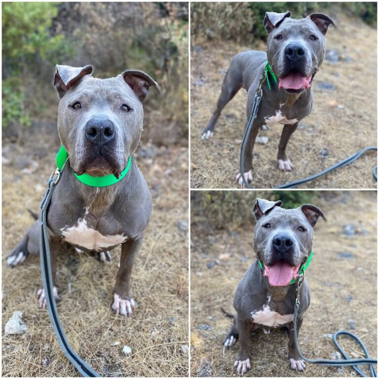 𝐍𝐀𝐑𝐊𝐎 is available for adoption 🩵

Age: 8 years ol..