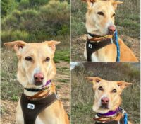 𝐙𝐀𝐑𝐀 is available for adoption 💗

Age: 5 years old..