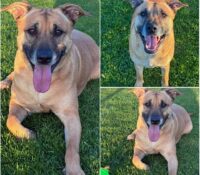 𝐍𝐀𝐋𝐀 is available for adoption 💗

Age: 3 years old..