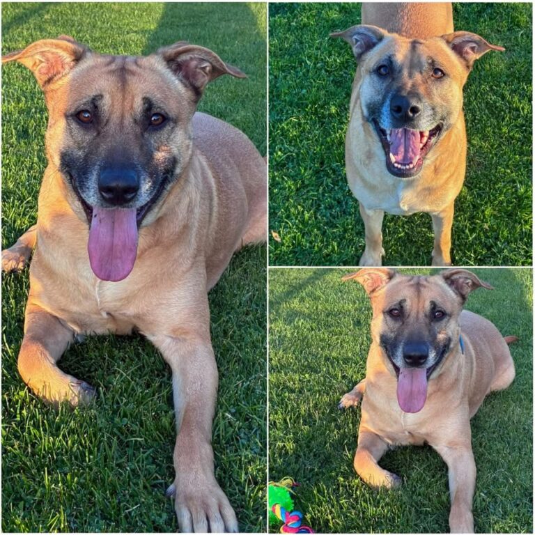 𝐍𝐀𝐋𝐀 is available for adoption 💗

Age: 3 years old..