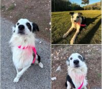 𝐏𝐀𝐊𝐎 is available for adoption 💗

Age: 4 years old..