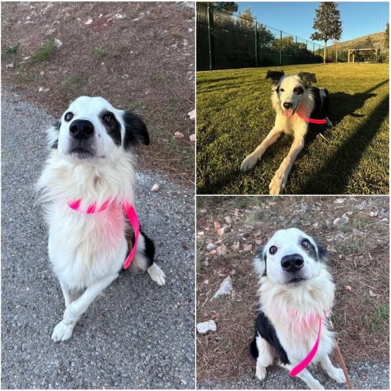 𝐏𝐀𝐊𝐎 is available for adoption 💗

Age: 4 years old..
