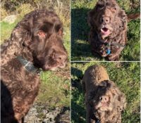 𝐏𝐎𝐊𝐄𝐑 est à l’adoption 💗

Âge : 6 ans, né le 25.02..