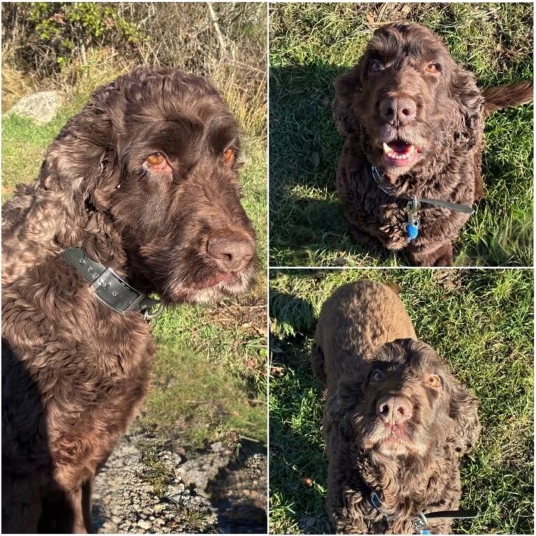 𝐏𝐎𝐊𝐄𝐑 est à l’adoption 💗

Âge : 6 ans, né le 25.02..