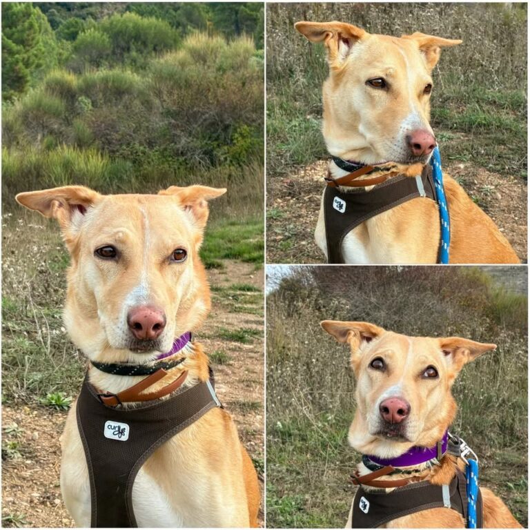 𝐙𝐀𝐑𝐀 est à l’adoption 💗

Âge : 5 ans, née le 06.04..