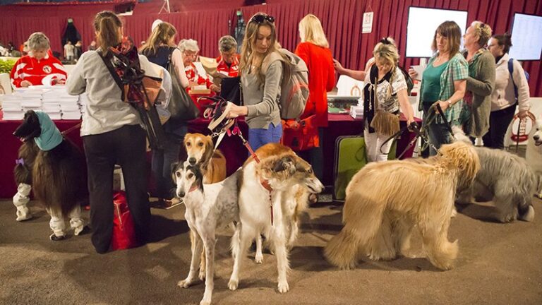 International Dog Show of Monaco