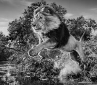FOR SALE – DAVID YARROW“First Down” – Edition 9/..